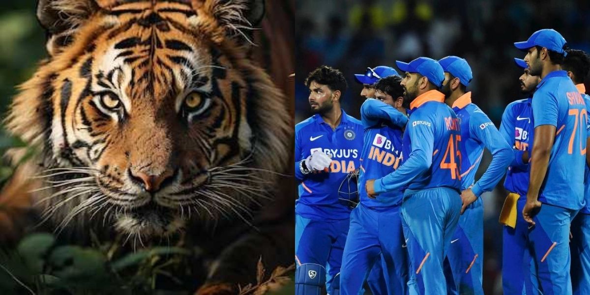 A Close Friend Of Team India Cricketer Died Due To Tiger Attack, Got 5 Lakh Compensation