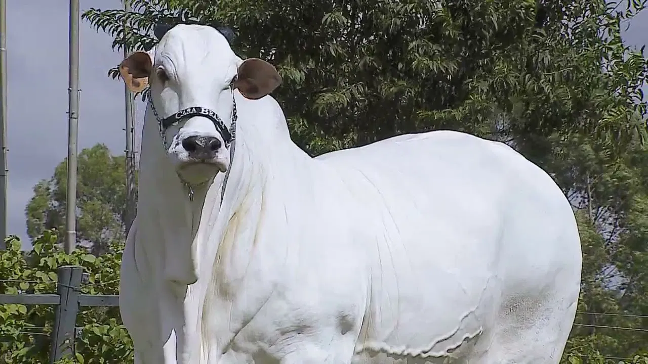 Indian Cow