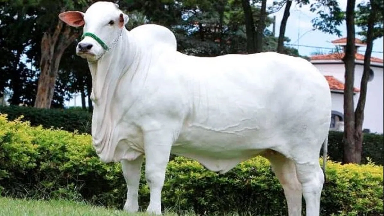 Indian Cow