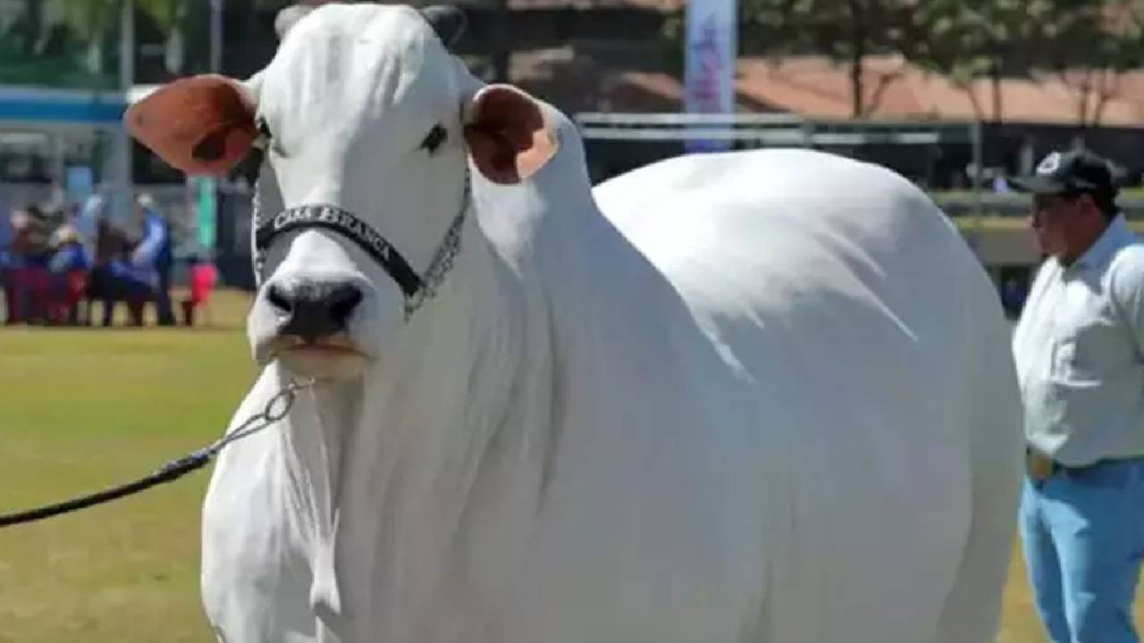 Indian Cow