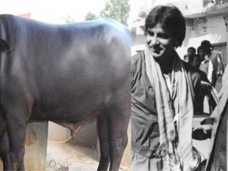 अपनी मर्जी चलाता है अमिताभ बच्चन का दोस्त, सेट पर लाकर बांध दी 50 भैंस