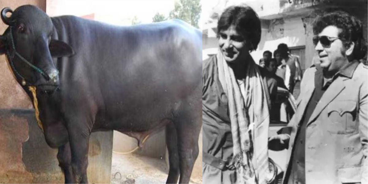 Amjad-Khan-Amitabh-Bachchans-Friend-Does-As-He-Pleases-Brings-50-Buffaloes-To-The-Set-And-Ties-Them
