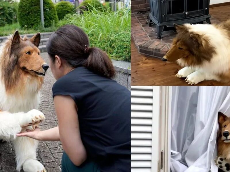 Viral-News-Man-Transformed-From-Human-Into-Dogs