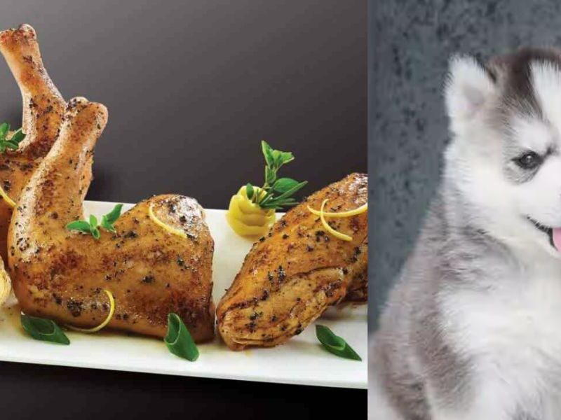 People-Are-Being-Fed-Dog-Meat-In-Spring-Rolls