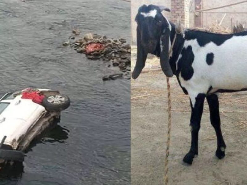 4-People-Die-In-Car-Accident-But-Goat-Survive