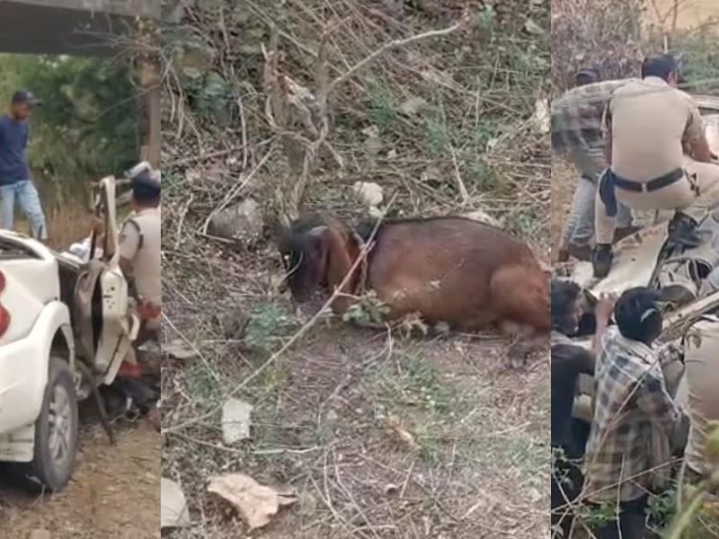 4-People-Died-In-Road-Accident-But-Goat-Safe