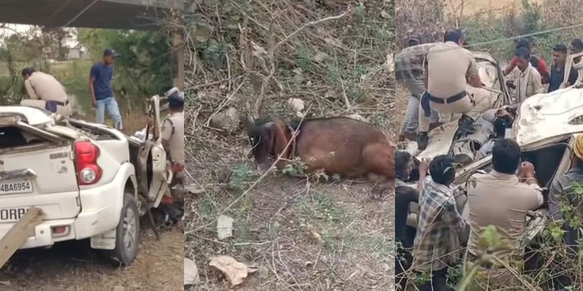 4-People-Died-In-Road-Accident-But-Goat-Safe
