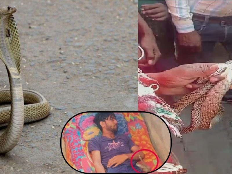 A Cobra Snake Bite A Man 10 Times, Then Sat On The Corpse All Night