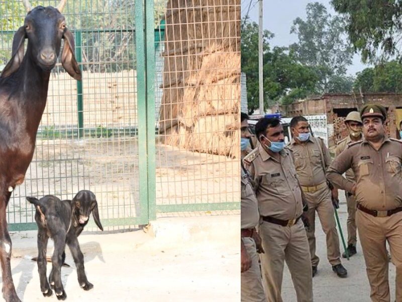 Up-News-Where-Policemen-Ask-Goat-About-Child
