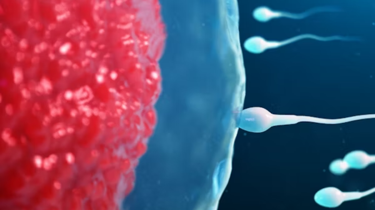 Sperm Race