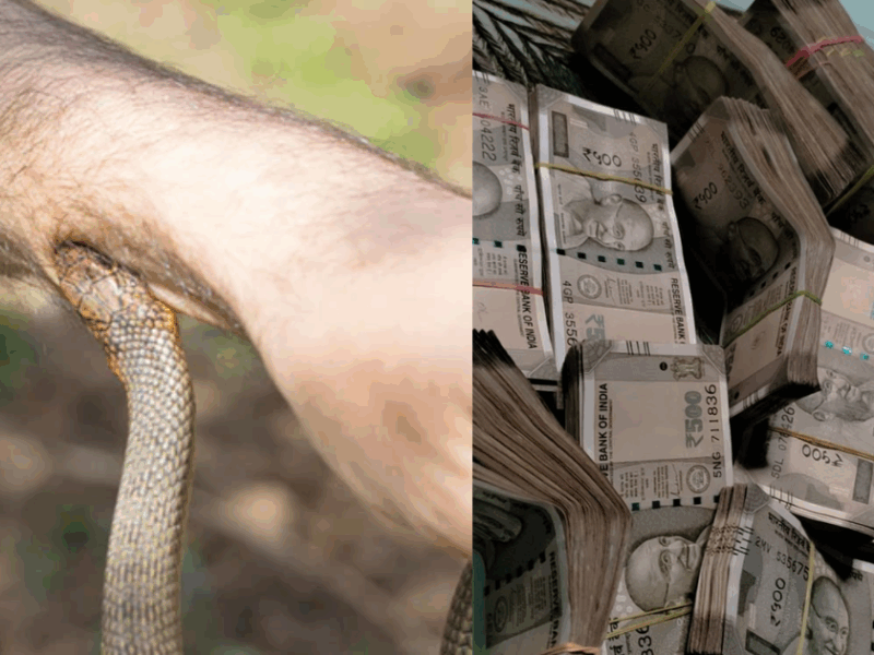 A-Single-Person-Was-Bitten-By-A-Snake-30-Times-And-Each-Time-He-Got-Rs-4-Lakh-Compensation-You-Will-Be-Shocked-To-Know-The-Case