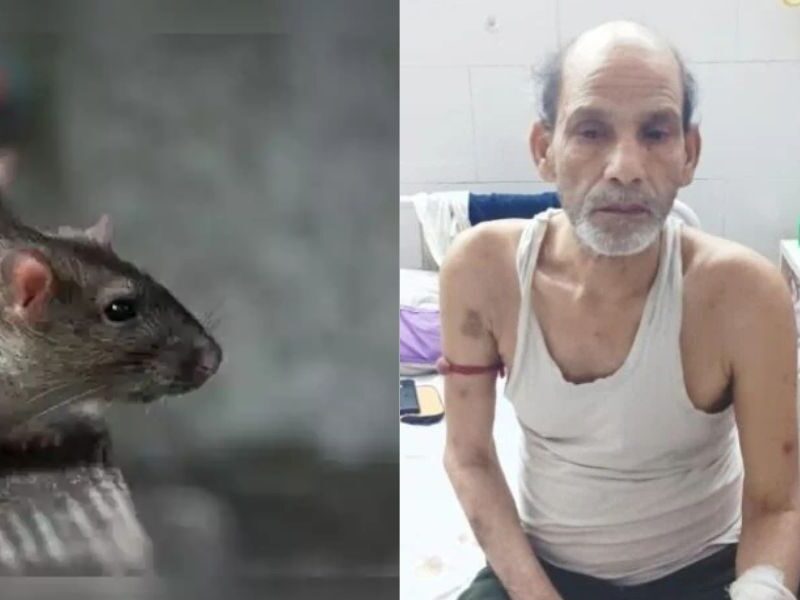 Rats Injured A Patient In Patna Hospital