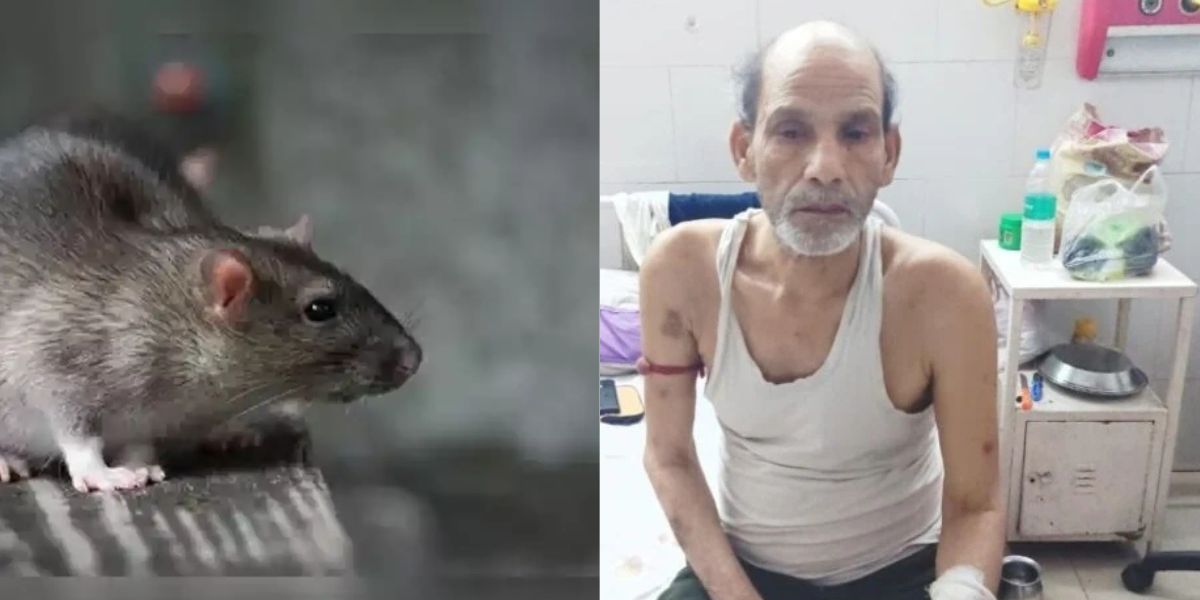 Rats Injured A Patient In Patna Hospital