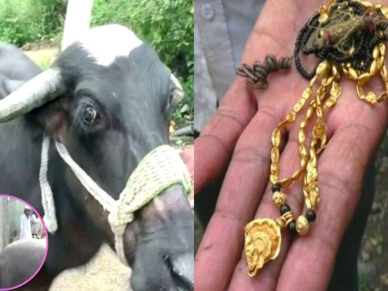 Viral-News-Buffalo-Swallow-Gold-Worth-2-Lakh