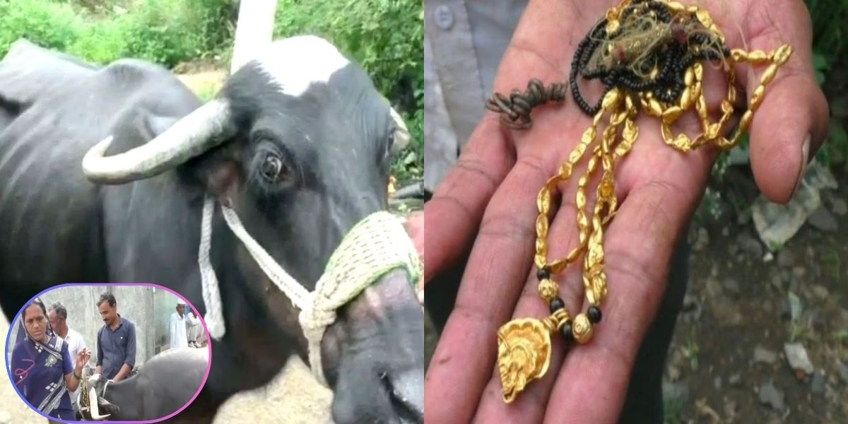 Viral-News-Buffalo-Swallow-Gold-Worth-2-Lakh