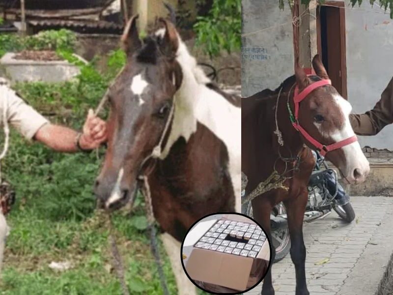 Viral-News-Horse-Caught-Smuggling-Drugs