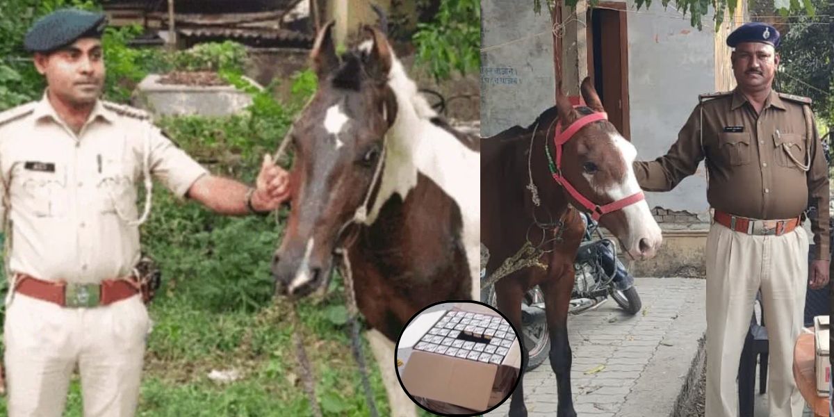 Viral-News-Horse-Caught-Smuggling-Drugs