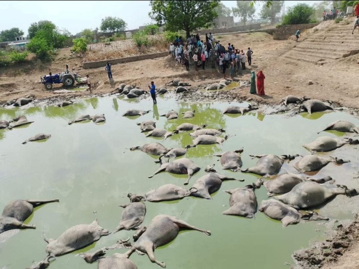 Rajasthan News