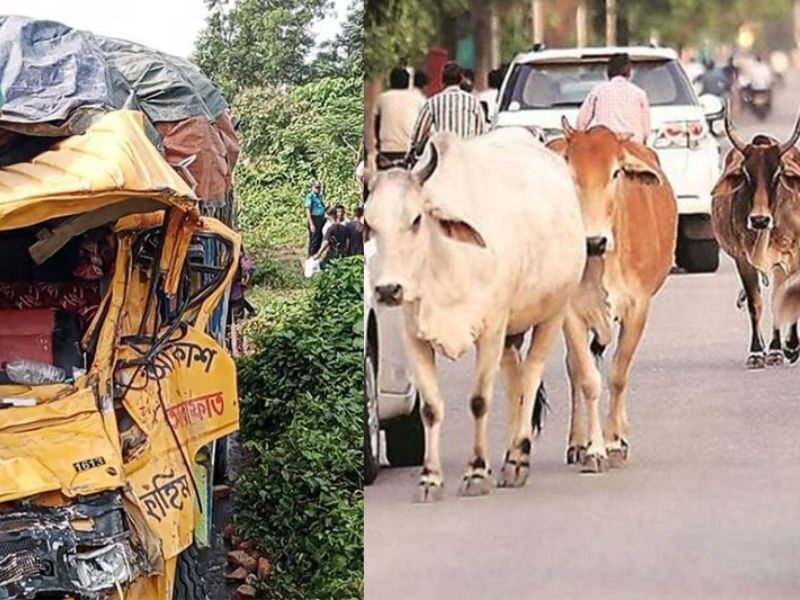 Rehman Was Going To Sell His Cow For Sacrifice But Died In A Road Accident