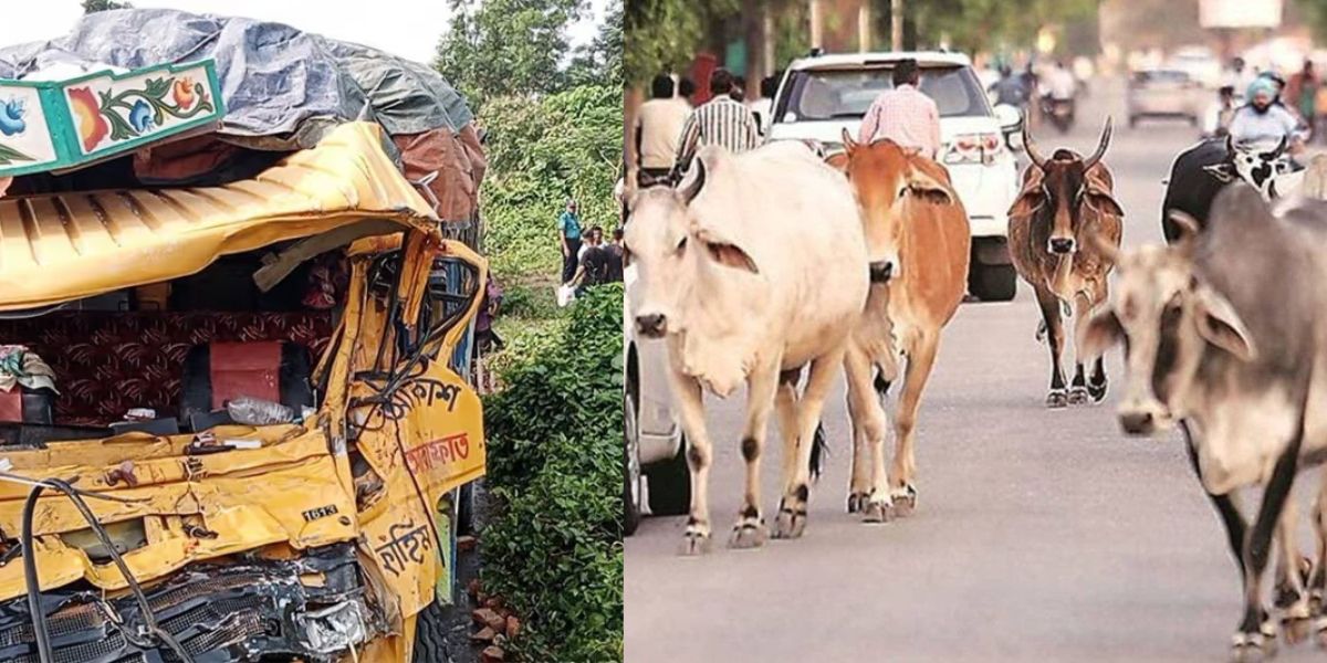 Rehman Was Going To Sell His Cow For Sacrifice But Died In A Road Accident