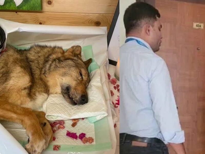 The Death Of The Pet Dog Broke The Girl, She Kept Eating And Drinking Sitting Beside The Dog For 4 Days