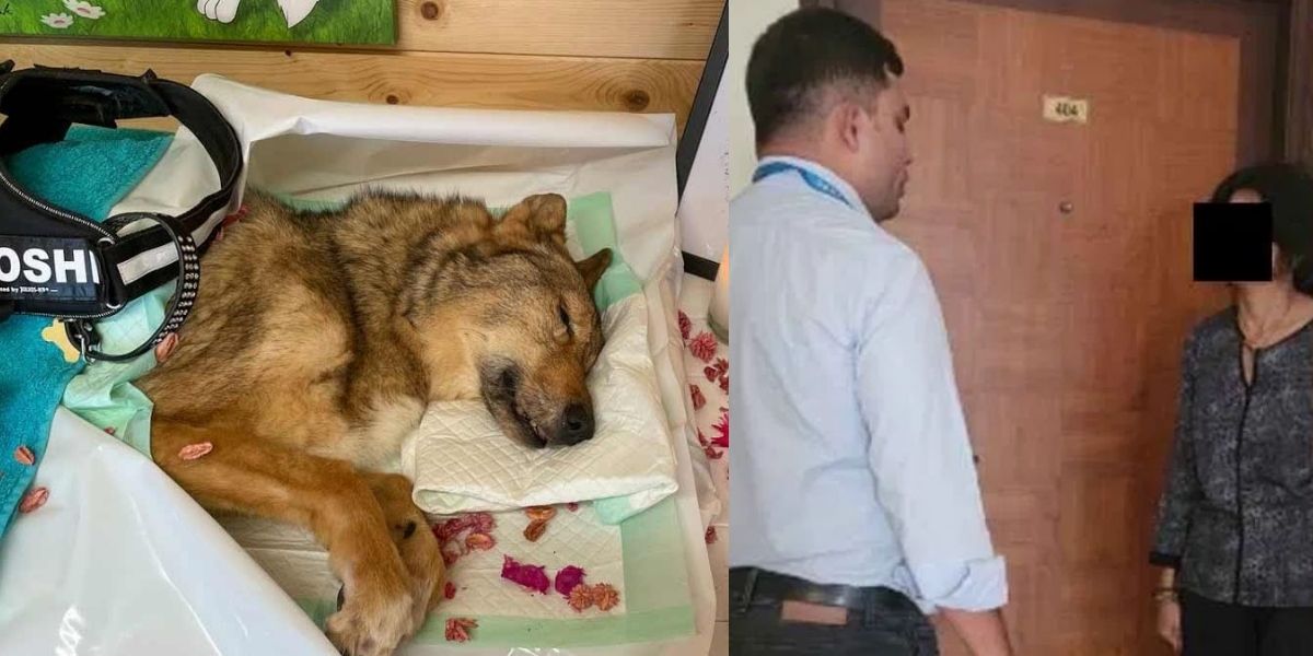 The Death Of The Pet Dog Broke The Girl, She Kept Eating And Drinking Sitting Beside The Dog For 4 Days