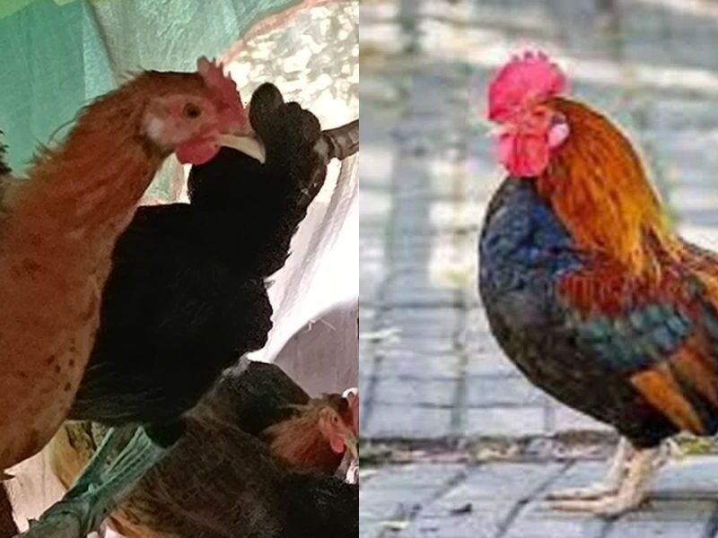 Mp-News-Rooster-Appear-In-Police-Station-For-Attack-On-Girl