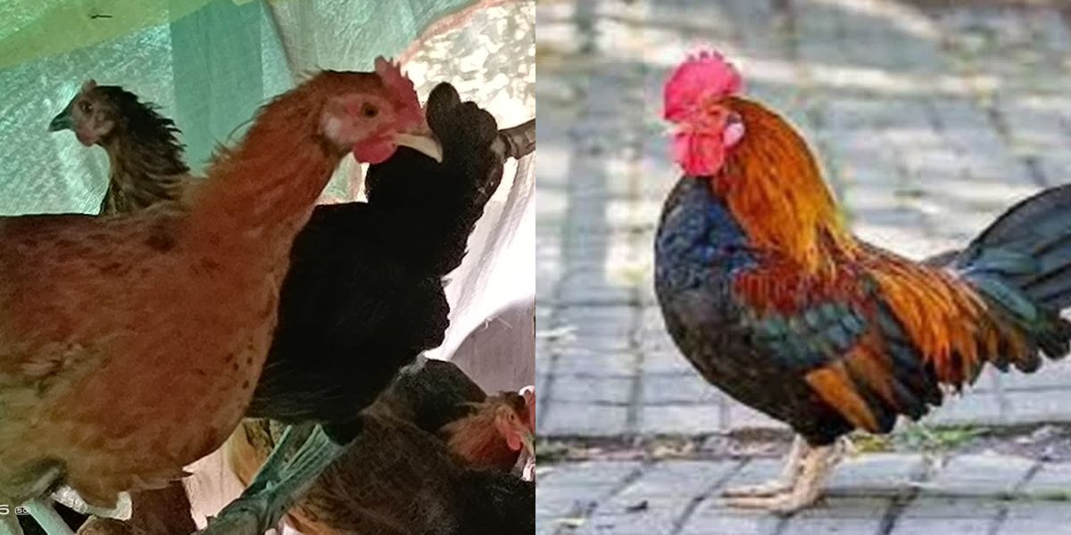 Mp-News-Rooster-Appear-In-Police-Station-For-Attack-On-Girl