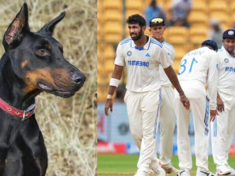 Former-Star-Calls-Team-India-Doberman-Dog