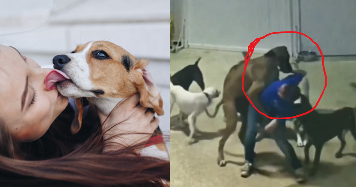 Video-The-Girl-Was-Walking-Alone-But-The-Dogs-Saw-The-Opportunity-And-Did-A-Dirty-Act-Then