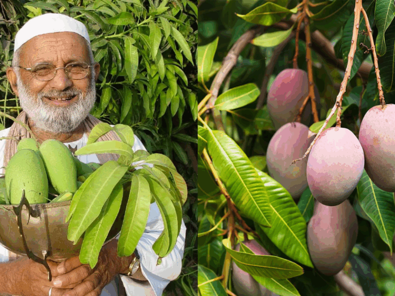 Amazing-Feat-Of-Mango-Man-Grew-More-Than-300-Varieties-Of-Mangoes-On-A-Single-Tree-Now-He-Got-Padma-Shri-Award