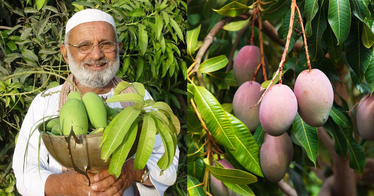 Amazing-Feat-Of-Mango-Man-Grew-More-Than-300-Varieties-Of-Mangoes-On-A-Single-Tree-Now-He-Got-Padma-Shri-Award