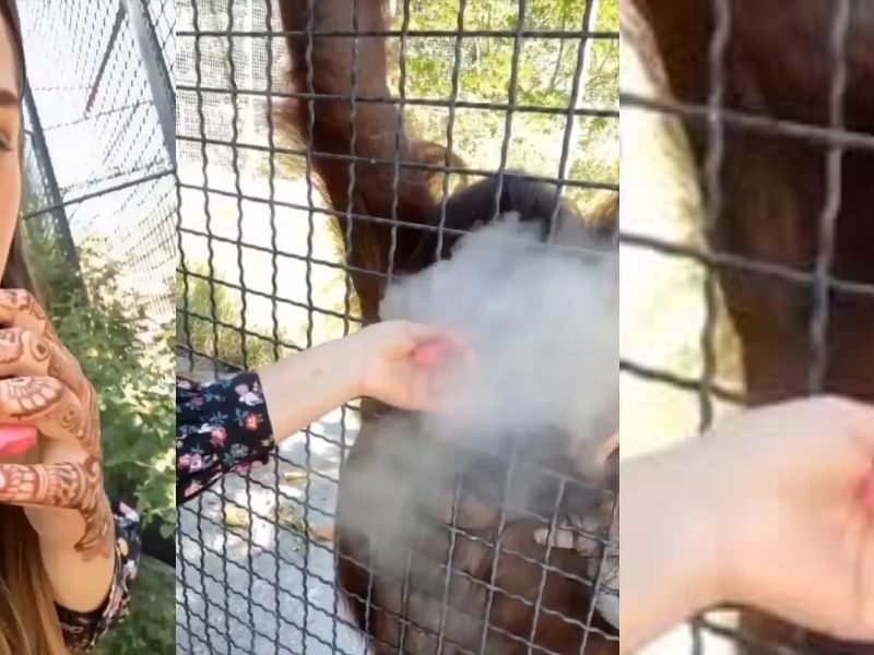 Viral-Video-Russian Boxer Gave A Vape To An Orangutan