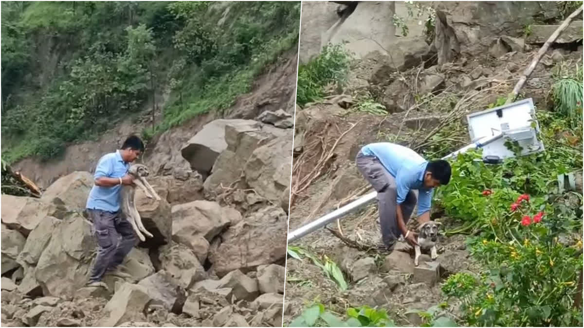 Dog Saved People'S Lives