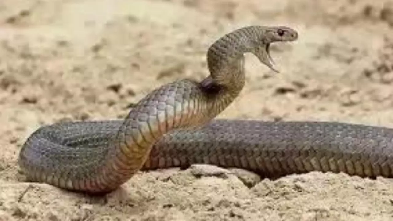 Snake Bitten