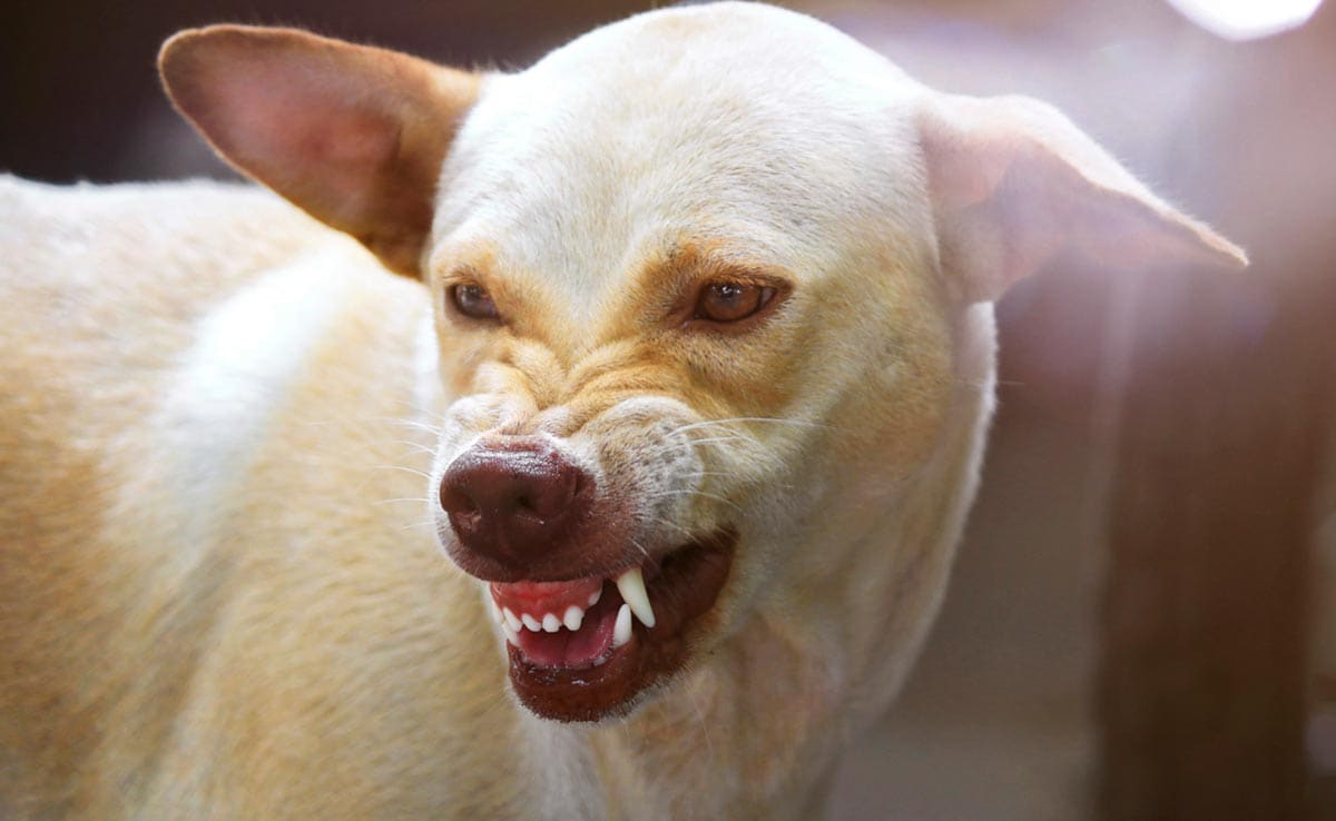 Scolded Dog