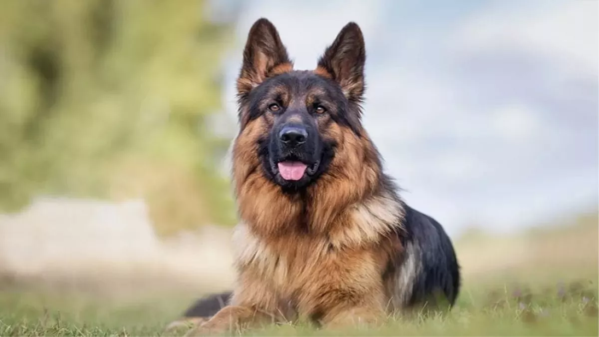 Dog Residential Certificate