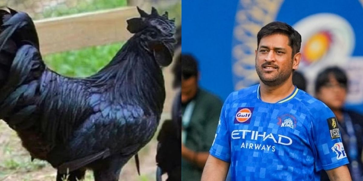 Ms-Dhoni-Is-Selling-Chicken-For-Rs-1000-Per-Kg-Know-How-He-Became-A-Farmer-King-From-A-Cricketer