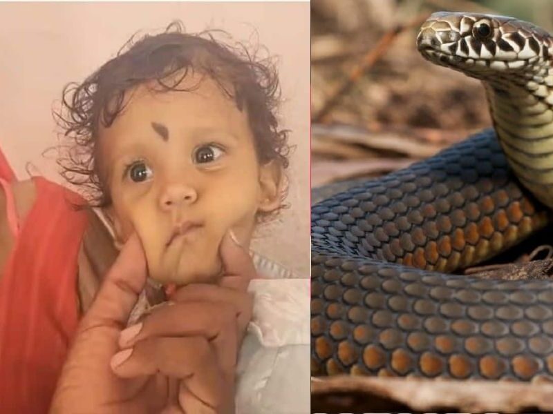 Toddler-Bites-Snake-A-1-Year-Old-Child-Was-Bitten-By-A-Cobra-The-Snake-Died-In-Agony-Even-The-Doctors-Were-Surprised