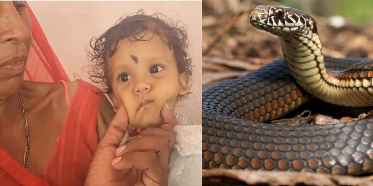 Toddler-Bites-Snake-A-1-Year-Old-Child-Was-Bitten-By-A-Cobra-The-Snake-Died-In-Agony-Even-The-Doctors-Were-Surprised
