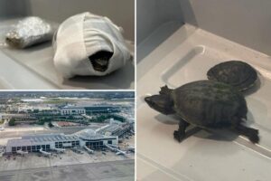 Lady Hide Turtle In Bra