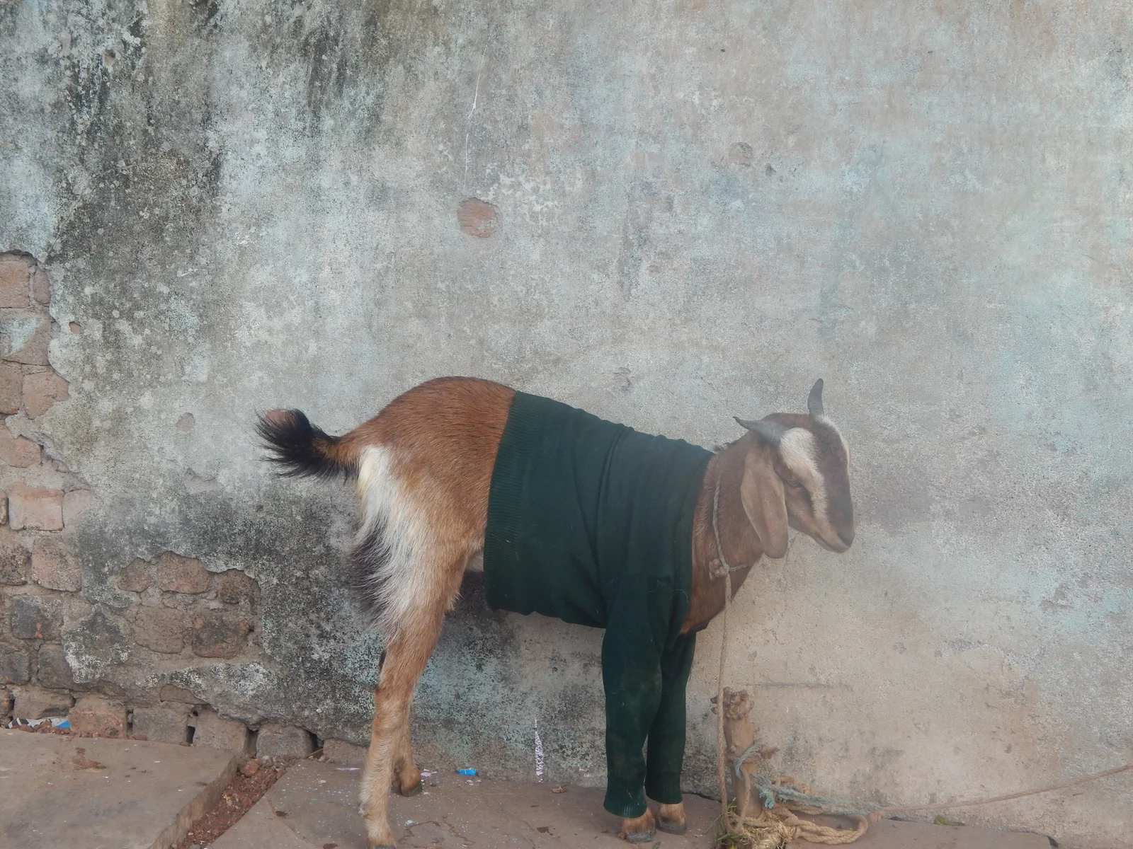 Rape With Goat