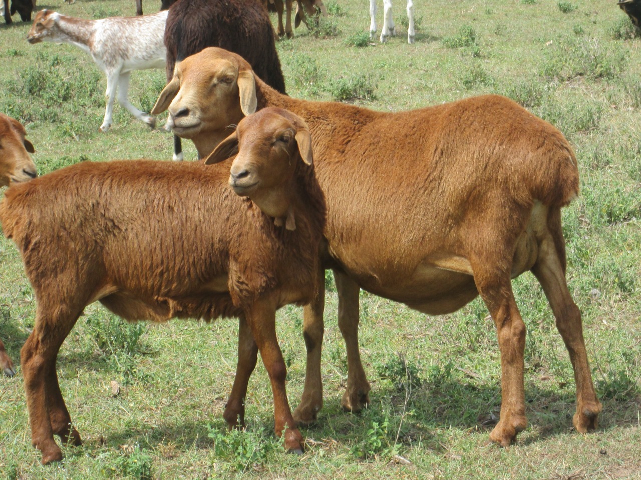 Rape With Goat