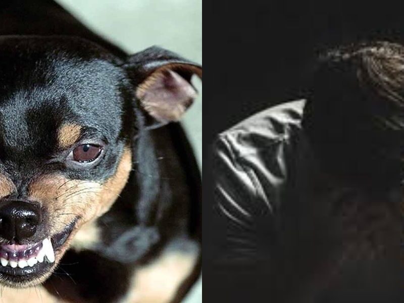 Scolded-Dog-Proved-Costly-For-The-Person