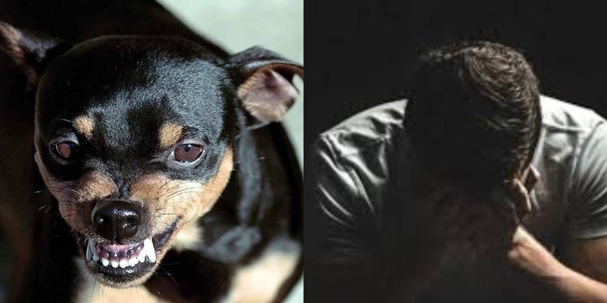 Scolded-Dog-Proved-Costly-For-The-Person
