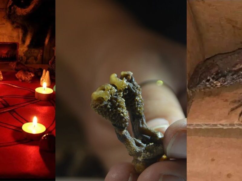 Tantrik-Sell-Private-Part-Of-Lizard-In-Haryana