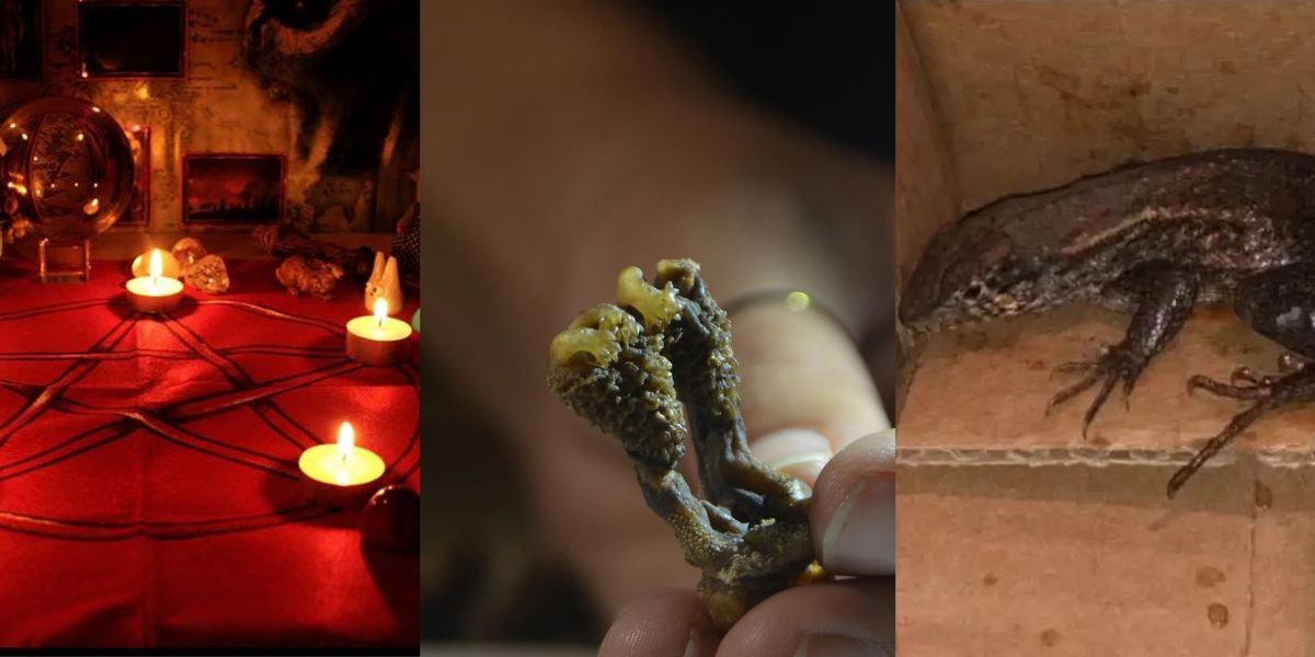 Tantrik-Sell-Private-Part-Of-Lizard-In-Haryana