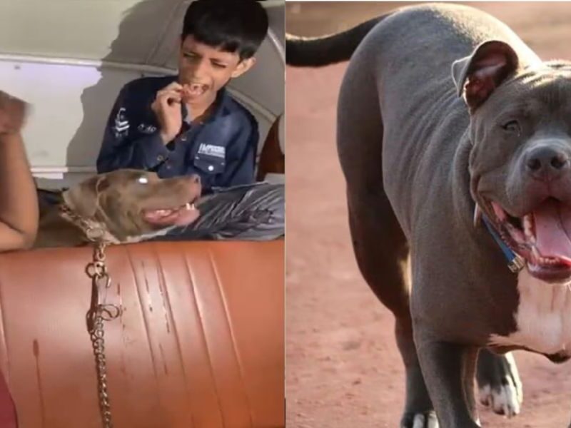 Viral-Video-Of-Dog-Biting-Kids