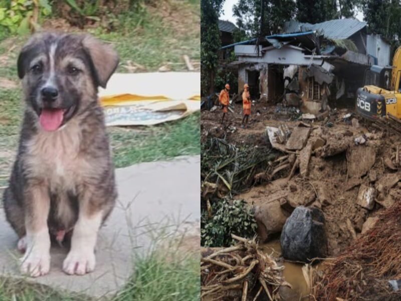 Dog-Saved-Peoples-Lives-In-Himachal-Pradesh