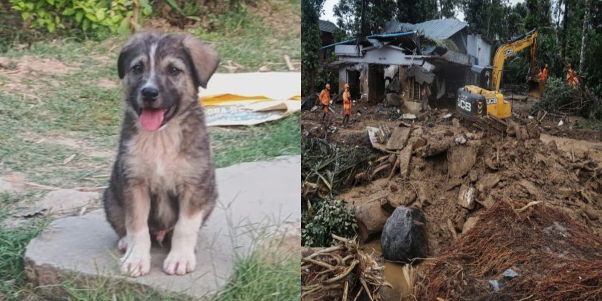 Dog-Saved-Peoples-Lives-In-Himachal-Pradesh